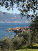 Oliven in Torri del Benaco sur le Lac de Garde